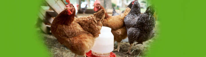 huehnerstall zubehoer kategorieeinstiegsbanner